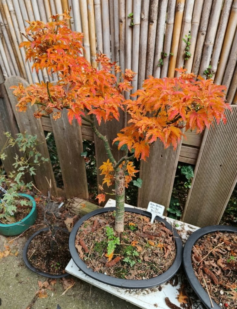 Bonsai Acer Palmatum Shishigashira, Vaste plant, Halfschaduw, Lente, Ophalen