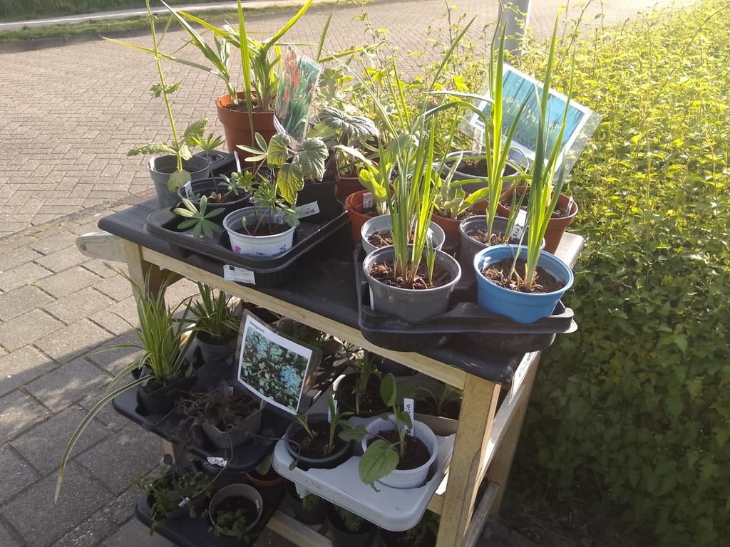 Stekken van tuinplanten, Ophalen, Overige soorten, Halfschaduw