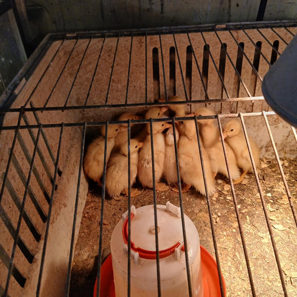 Jonge witte loopeenden, Dieren en Toebehoren, Pluimvee, Geslacht onbekend, Eend