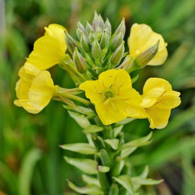 teunisbloem inheems plant, Tuin en Terras, Planten | Tuinplanten, Volle zon, Vaste plant, Zomer, Ophalen