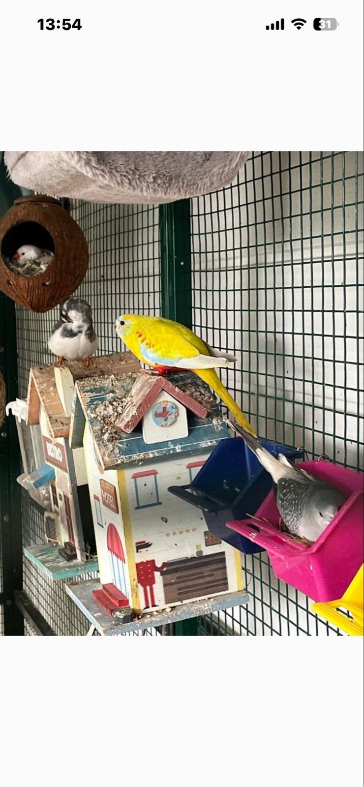 Geel/rood/lichtblauwe turquoisine parkiet (pop) te koop, Dieren en Toebehoren, Vogels | Parkieten en Papegaaien, Vrouwelijk, Parkiet
