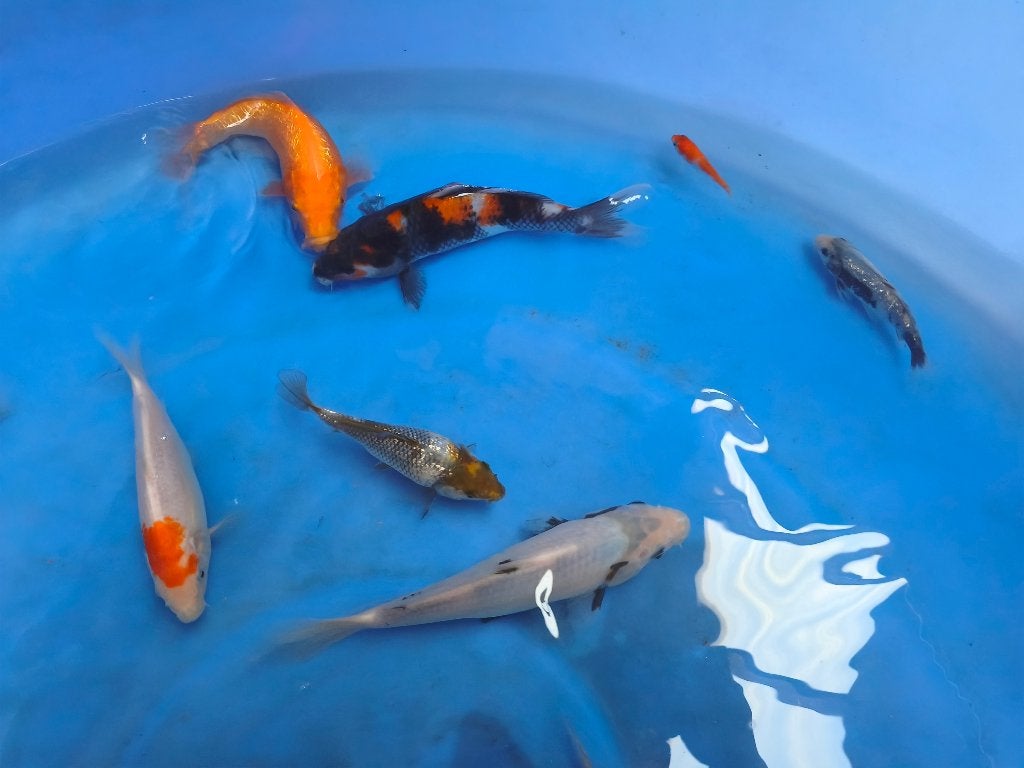 Jonge koi, Dieren en Toebehoren, Vissen | Vijvervissen, Karper of Koi
