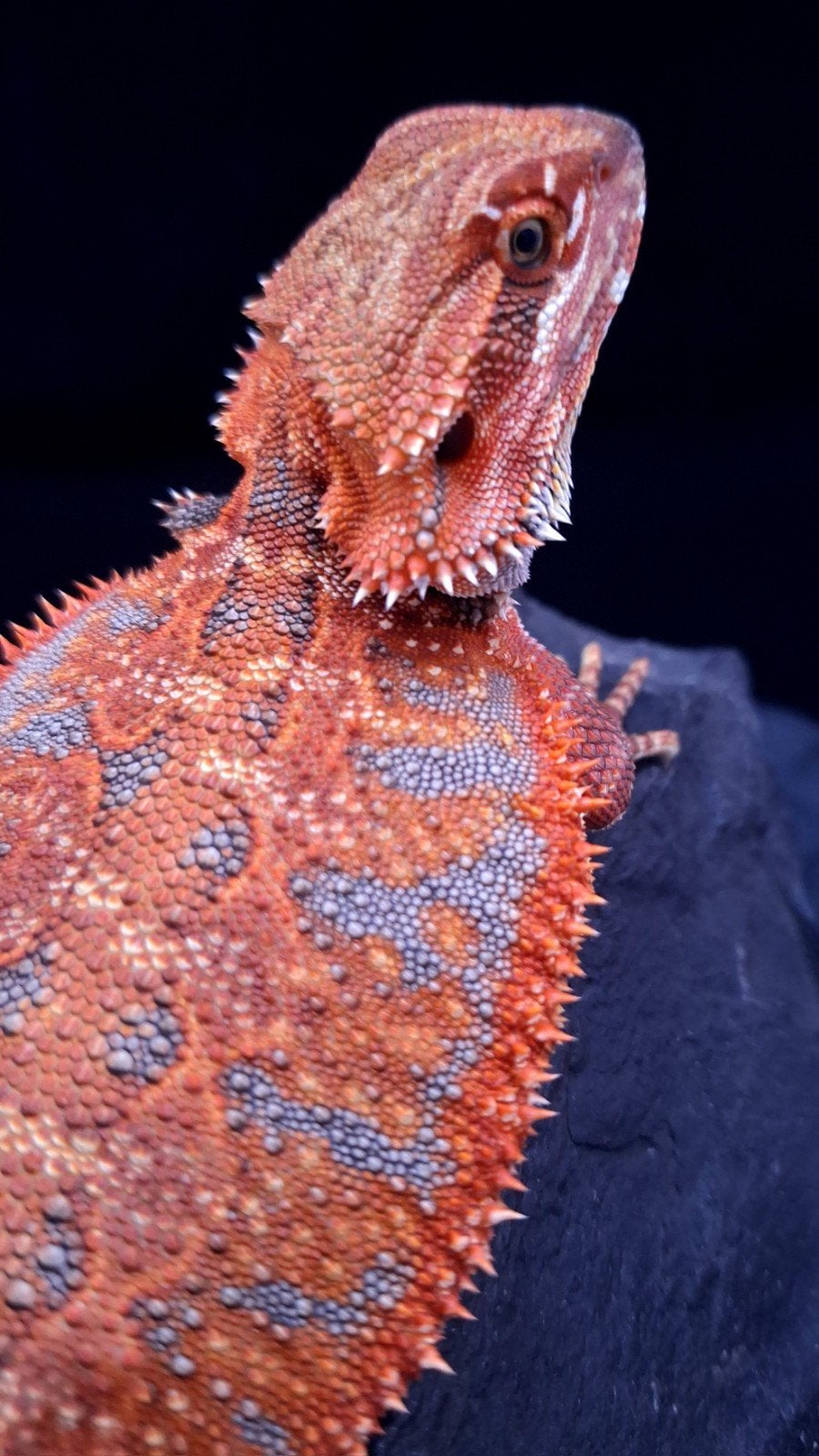 50% Red Monster Extreme Blue Tiger Man poss. Double het, Hagedis, 0 tot 2 jaar
