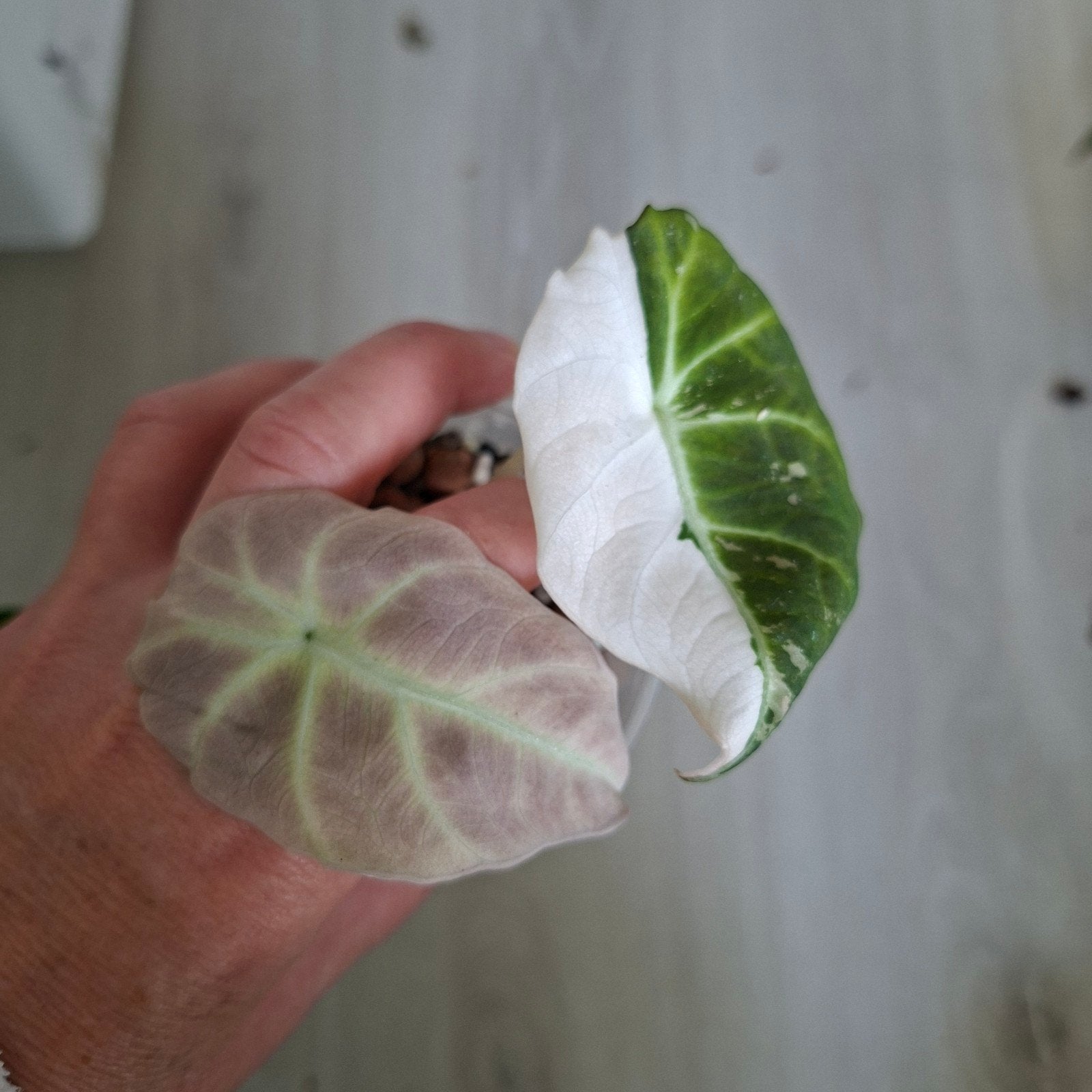 Alocasia Black velvet pink variegata, Ophalen of Verzenden, Halfschaduw, Minder dan 100 cm