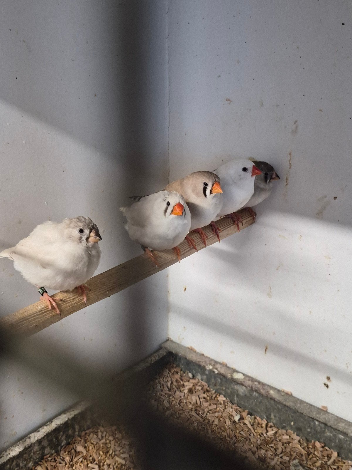diverse zebravinken, Meerdere dieren, Geringd