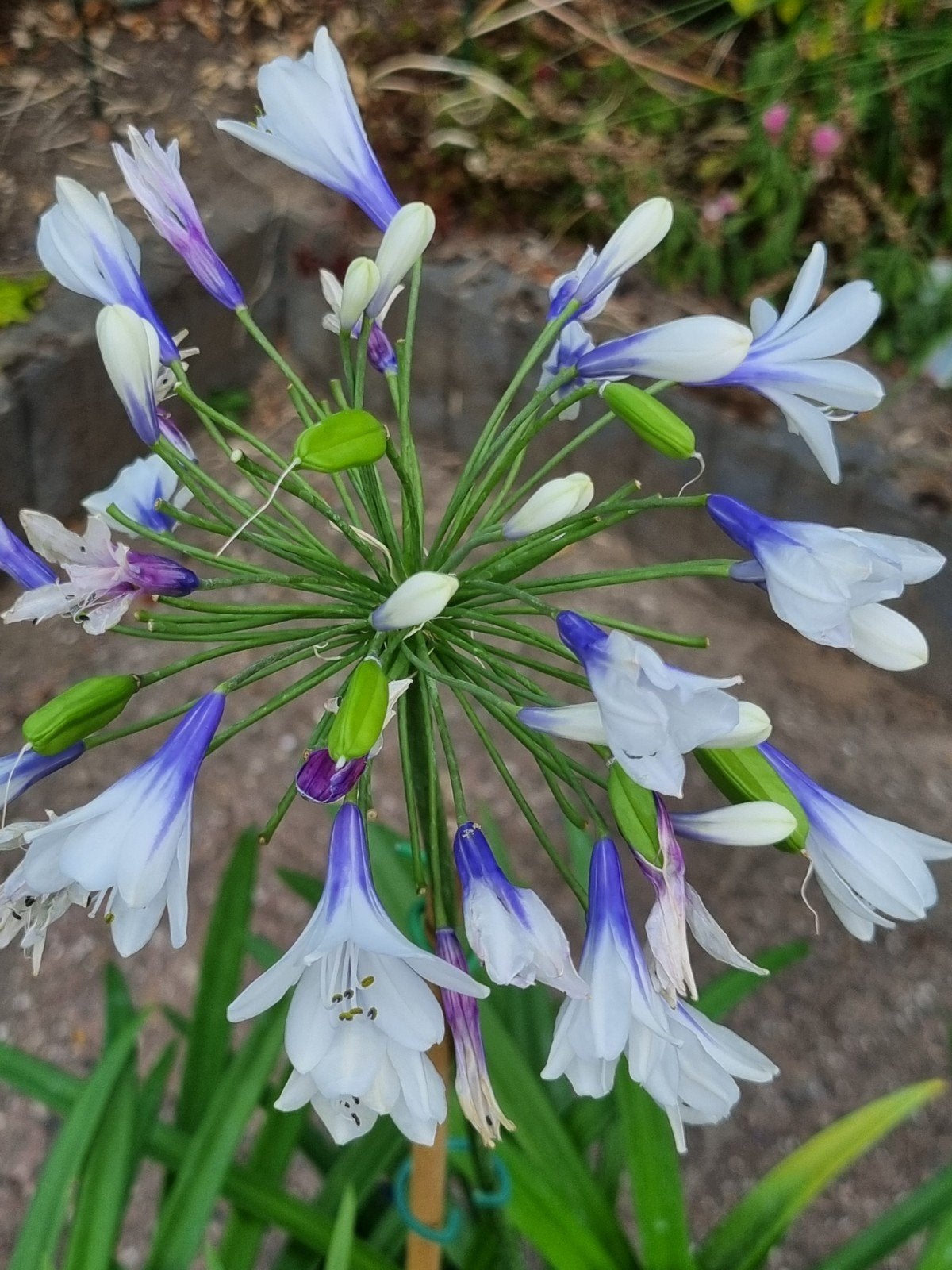 AGAPANTHUS   Afrikaanse lelie          PRACHTIG  BLAUW  WIT, Volle zon, Vaste plant, Zomer, Ophalen