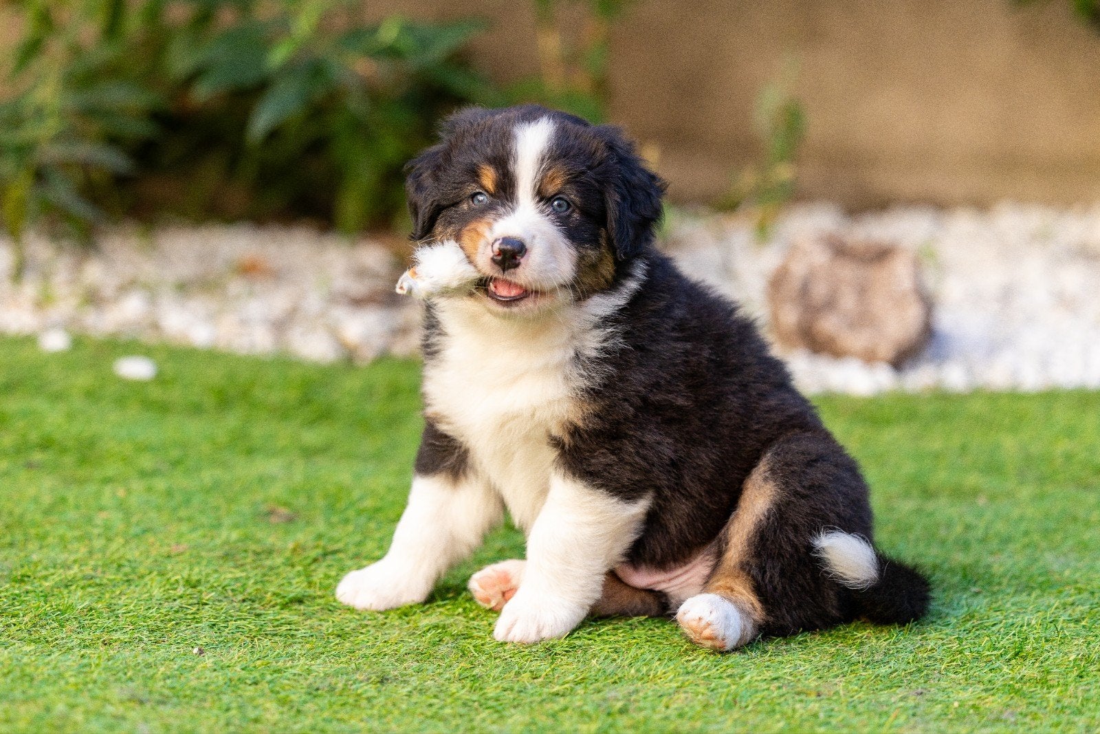 Prachtige Australian Shepherd pups, Dieren en Toebehoren, 8 tot 15 weken, Meerdere, Meerdere dieren, Herder