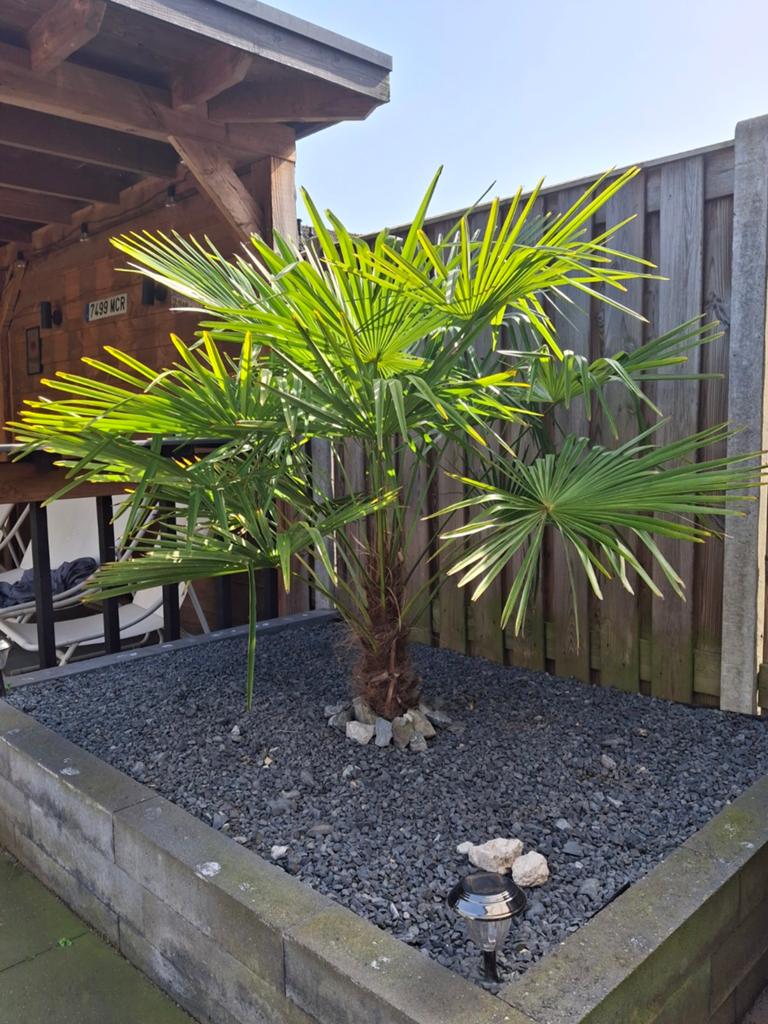 Palmboom, Tuin en Terras, Planten | Bomen, 100 tot 250 cm, Zomer, Palmboom, Ophalen