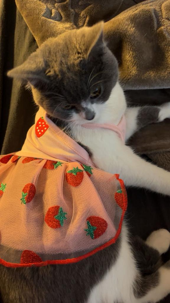 Britse korthaar Kitten, Ophalen, Nieuw