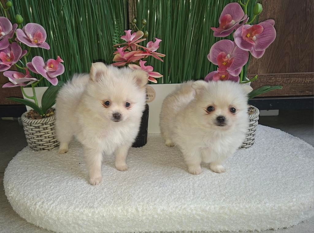 Pomeriaan pups, Dieren en Toebehoren, Honden | Chihuahua's en Gezelschapshonden, Overige rassen, 8 tot 15 weken, Meerdere, Meerdere dieren