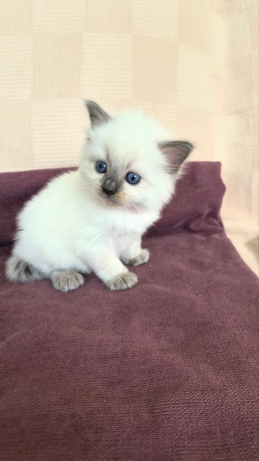 Raszuivere Ragdoll kittens van Mirza&Maysa
(bleupoint), Meerdere dieren