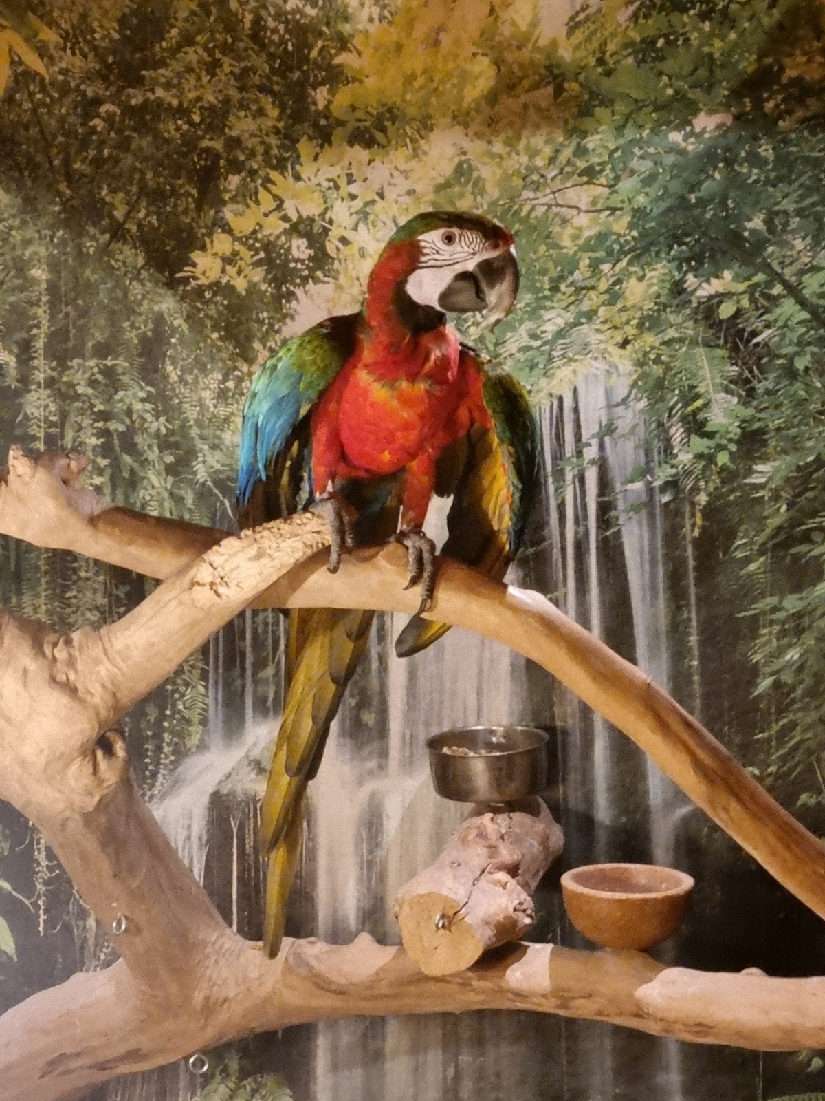 Harlekijn, Mannelijk, Papegaai