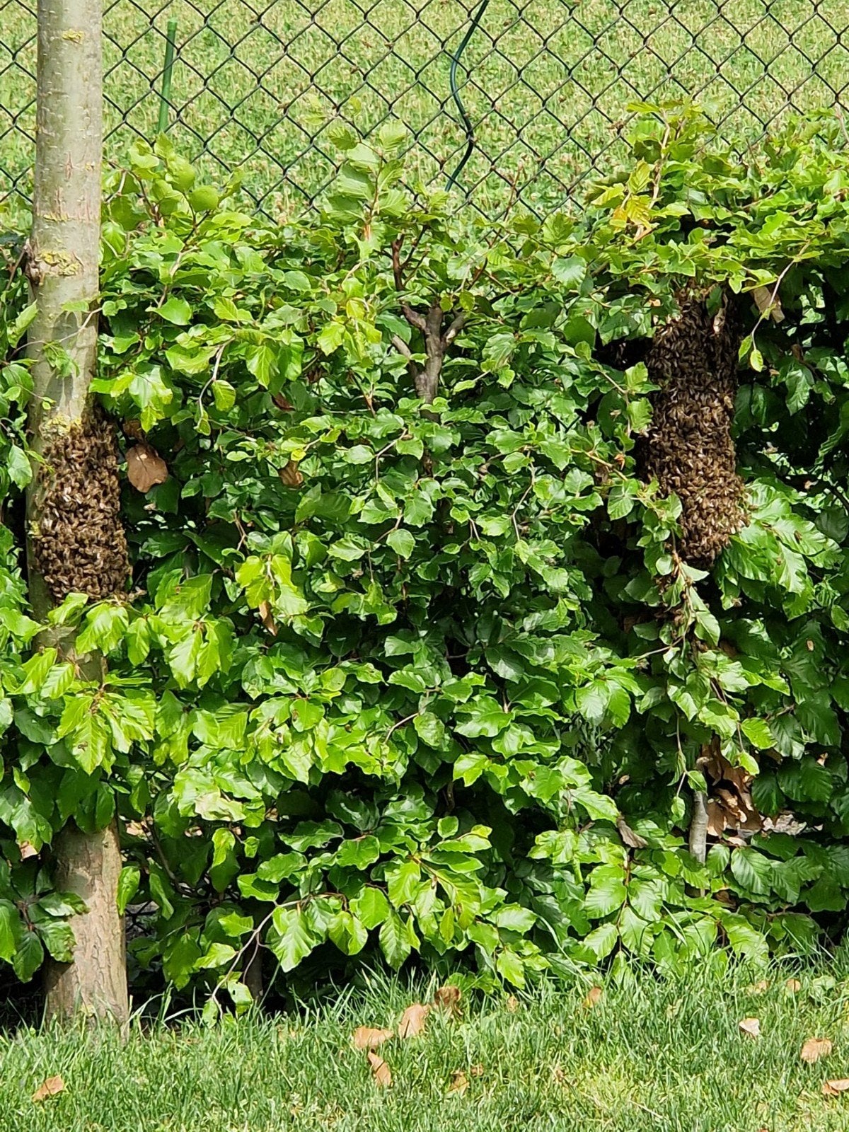 Bijen zwerm wespen, Bijen