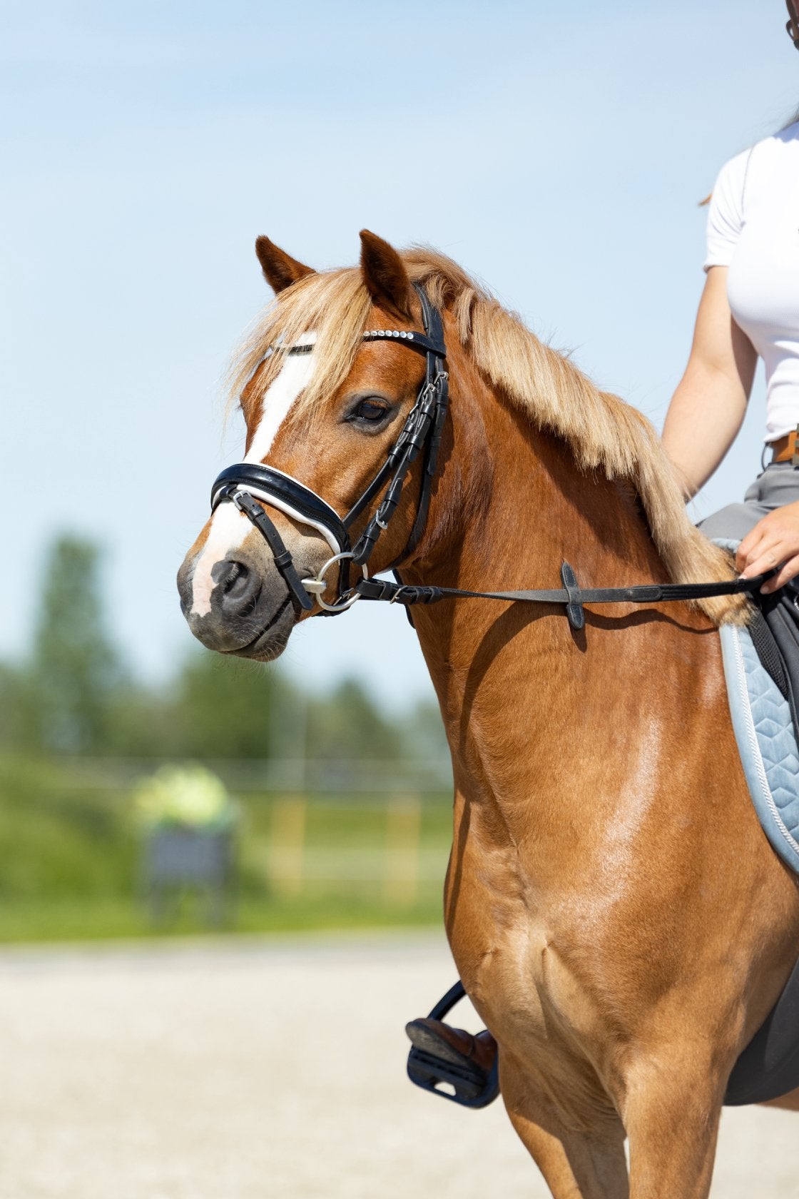 4 jarige b-pony ruin te koop, Ruin, 3 tot 6 jaar