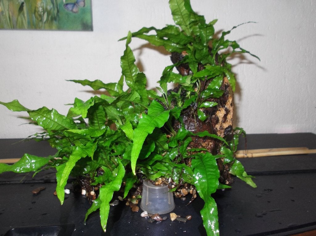 Mooi groot stuk kienhout met Heel Veel javavaren, Ophalen, Plant(en), Steen of Hout