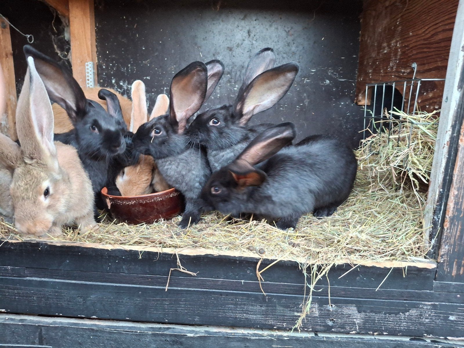 zwarte vlaamse reus rammen, Dieren en Toebehoren, Mannelijk, Groot, 0 tot 2 jaar