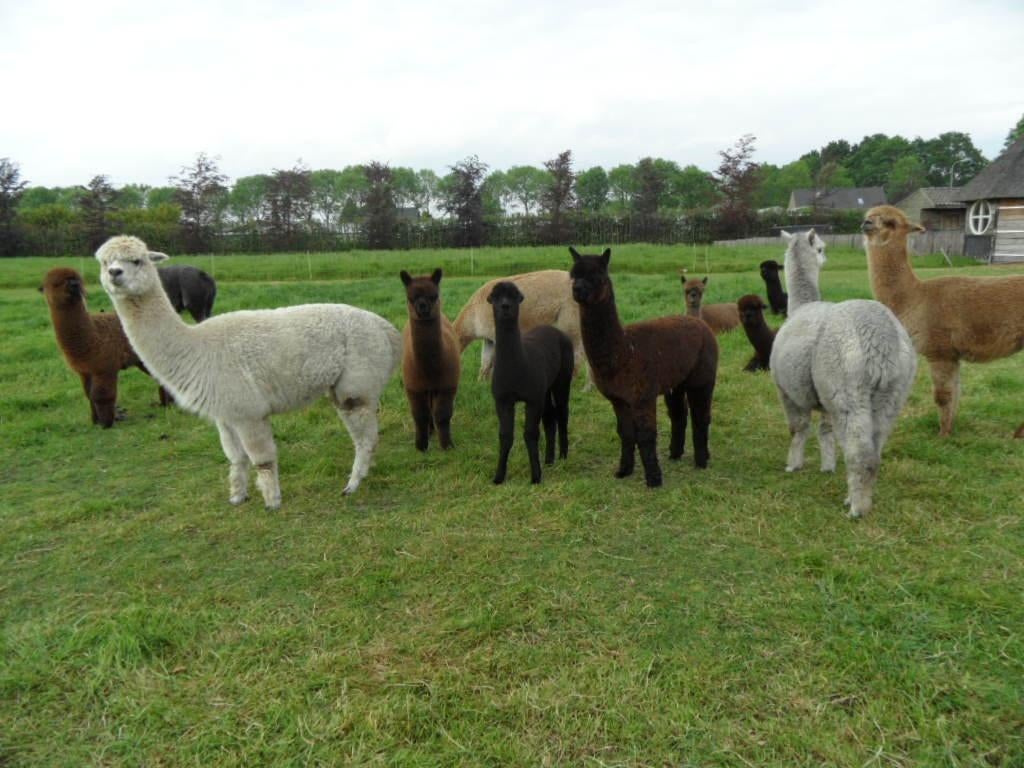 alpaca's, Dieren en Toebehoren, Juni, Vrouwelijk