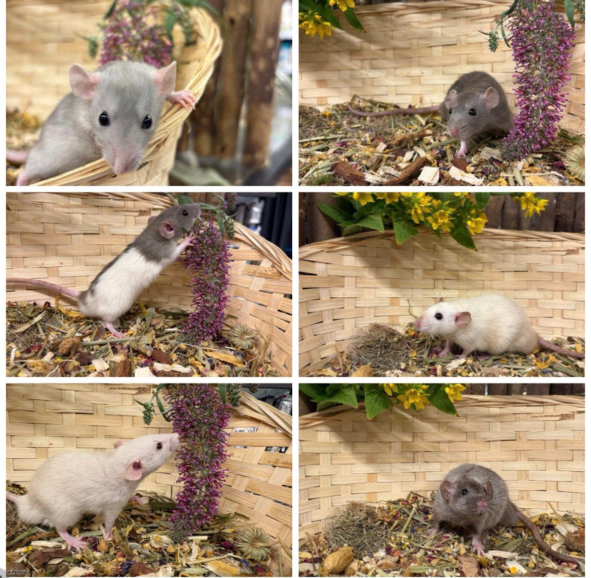 Super lieve , tamme DWERGRATTEN (rechtstreeks van de fokker), Dieren en Toebehoren, Knaagdieren, Rat, April, Mannelijk, Tam