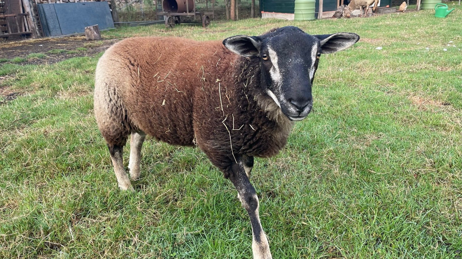 Gezonde tamme ram lam, swifter, Mannelijk, Schaap, 0 tot 2 jaar