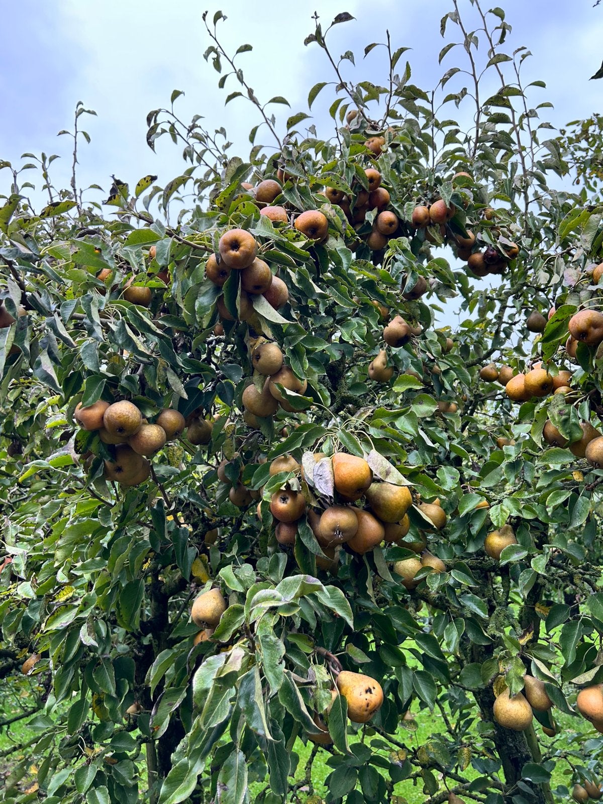 Biologische stoofperen (Gieser Wildeman) - per kilo, Ophalen of Verzenden, Bloeit niet, Volle zon, Overige soorten
