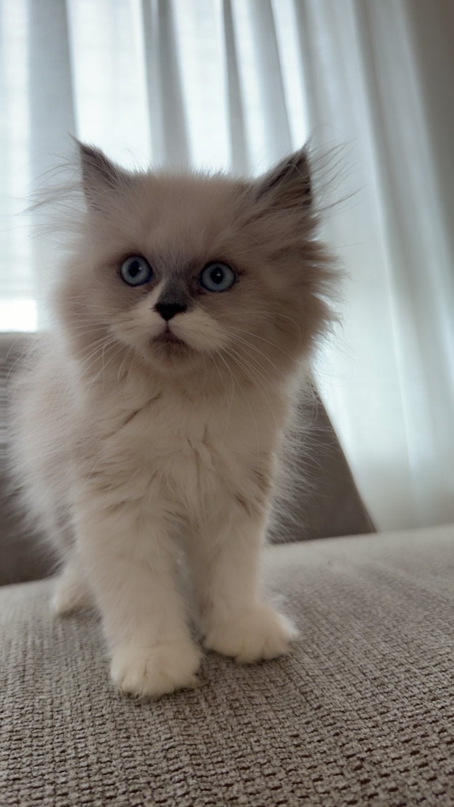 Lieve ragdoll van 2 en half maanden, Poes