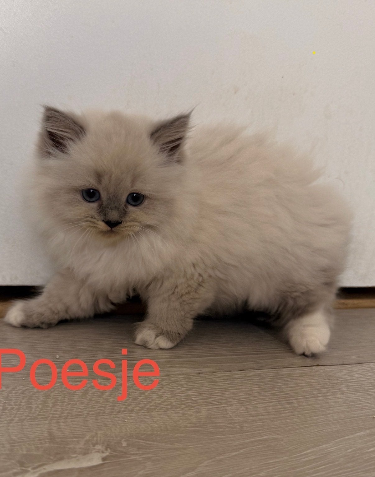 Ragdoll kittens, Dieren en Toebehoren, Meerdere dieren