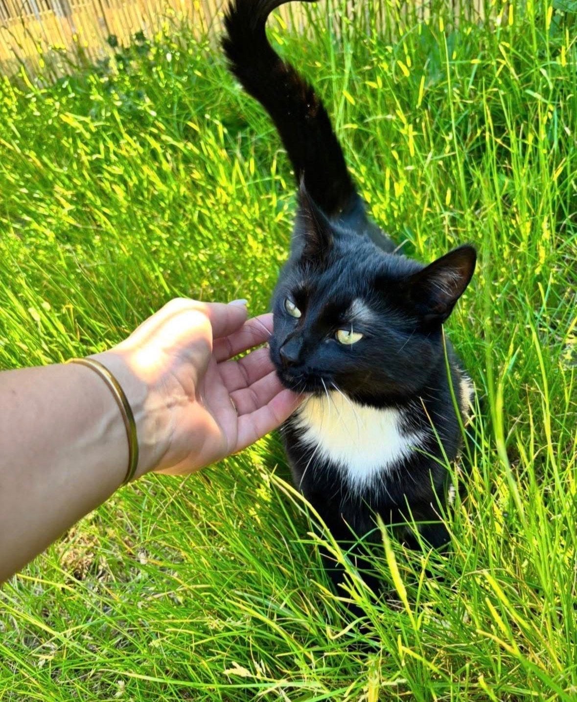 Nieuw warm huisje gezocht voor Noortje, Poes