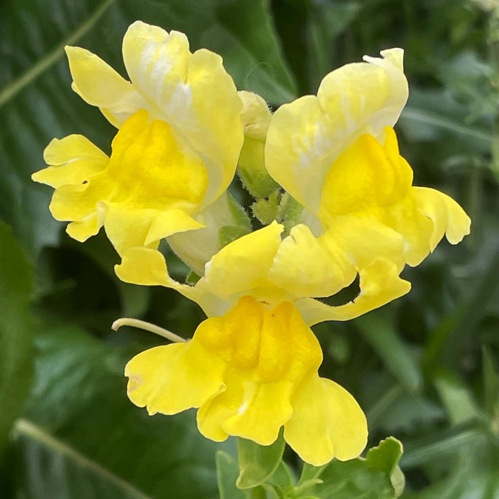 Zaden leeuwenbekje geel (Antirrhinum majus), Ophalen of Verzenden, Voorjaar, Volle zon, Zaad