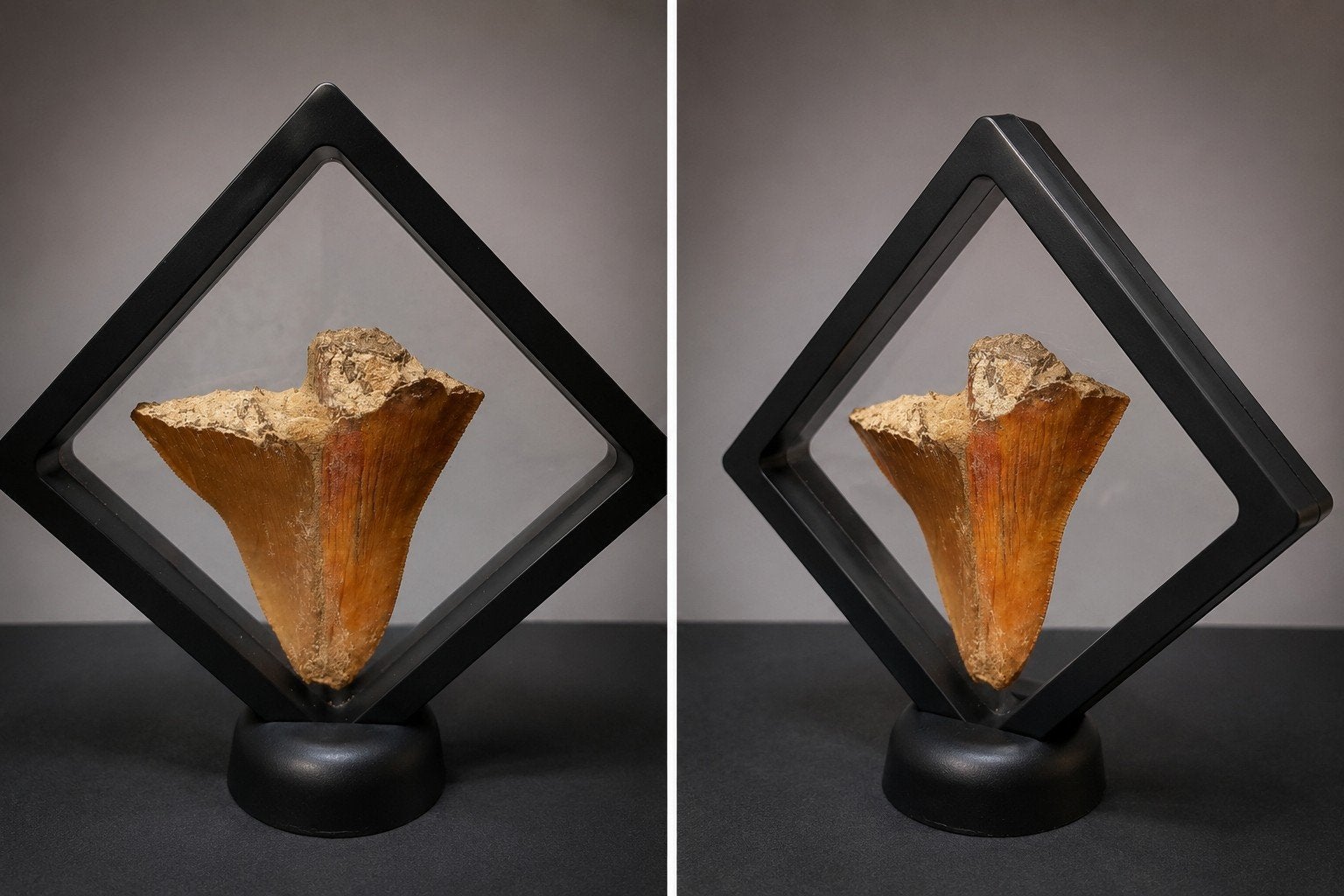 Megalodon Tand - Authentiek Fossiel met Display Standaard, Verzenden, Fossiel