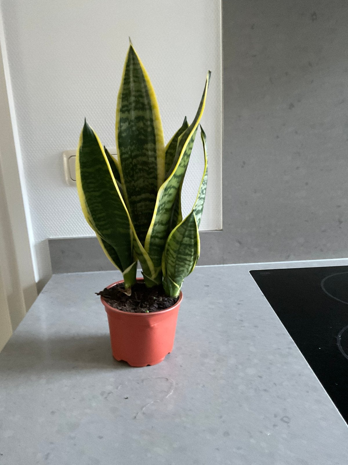Sansevieria, Ophalen, Halfschaduw, Minder dan 100 cm