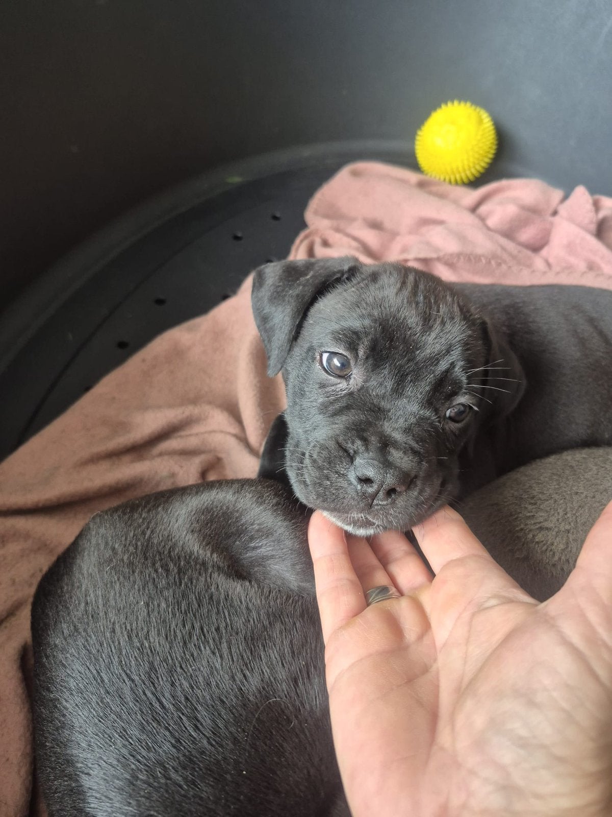 ❗️Nog 2❗️prachtige cane corso teefjes, Overige rassen, 8 tot 15 weken, Meerdere, Meerdere dieren