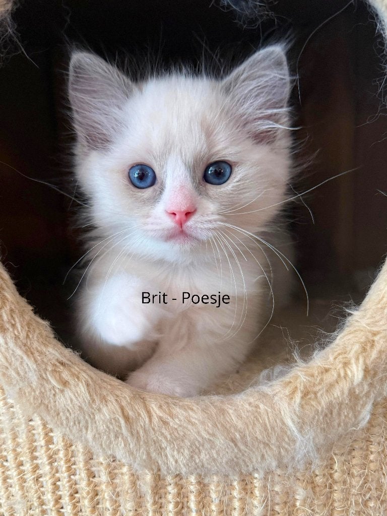 Ragdoll Kittens, Meerdere dieren, Met stamboom, 0 tot 2 jaar