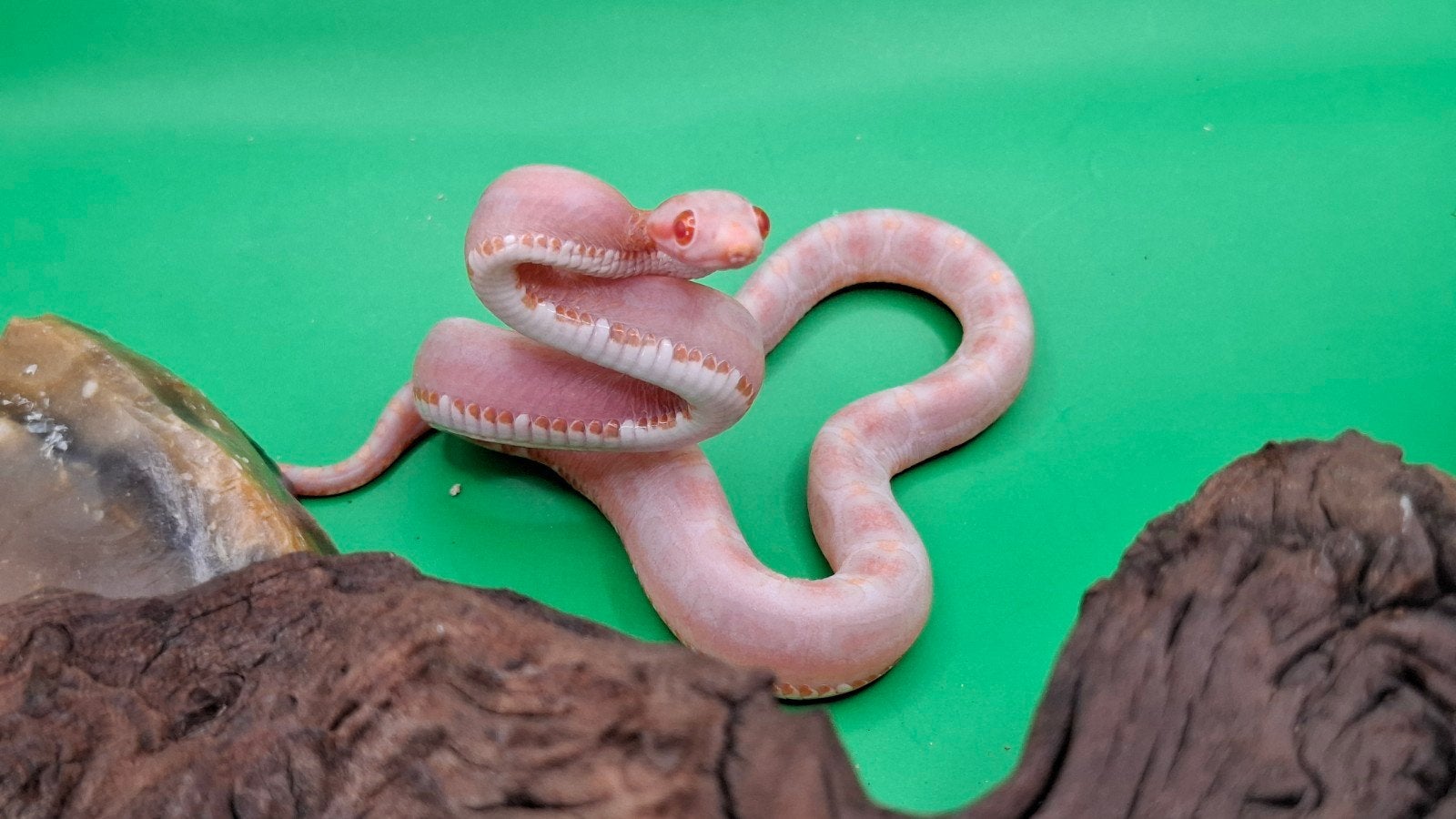 pantherophis guttatus/ rode rattenslangen Corn Snake photo 3