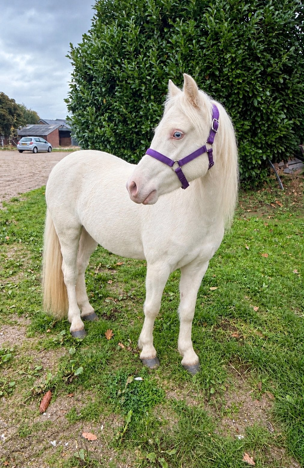 Super lieve cremello welsh pony met papier, Dieren en Toebehoren, Merrie, B pony (1.17m tot 1.27m)