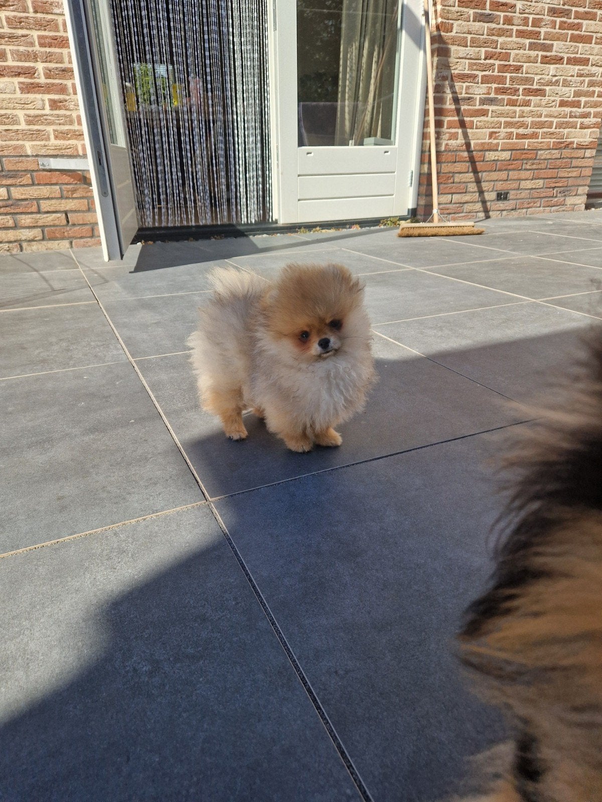 Pups beschikbaar. Raszuivere pomeranian/pomeriaan/dwergkees, Keeshond, 8 tot 15 weken, Meerdere, Meerdere dieren
