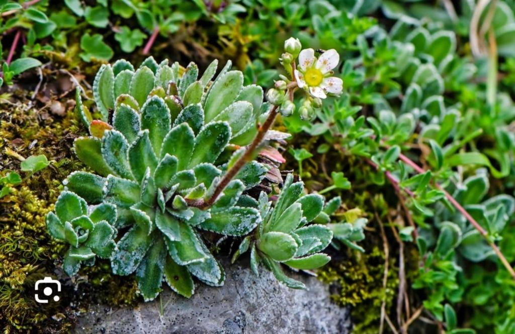 Saxifraga, Ophalen, Bodembedekkers, Volle zon