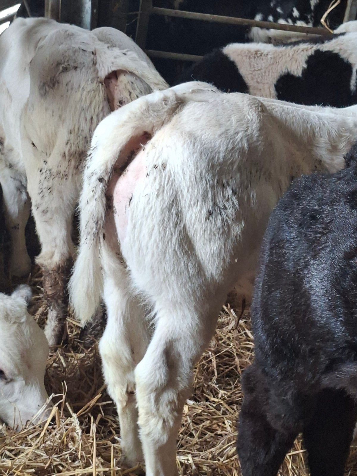Tekoop 6 dikbil stier kalveren, Dieren en Toebehoren, Runderen, Mannelijk