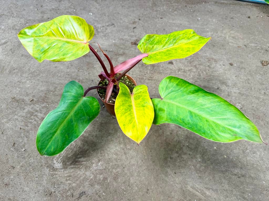 Philodendron Painted Lady p12, Huis en Inrichting, Kamerplanten, Ophalen of Verzenden