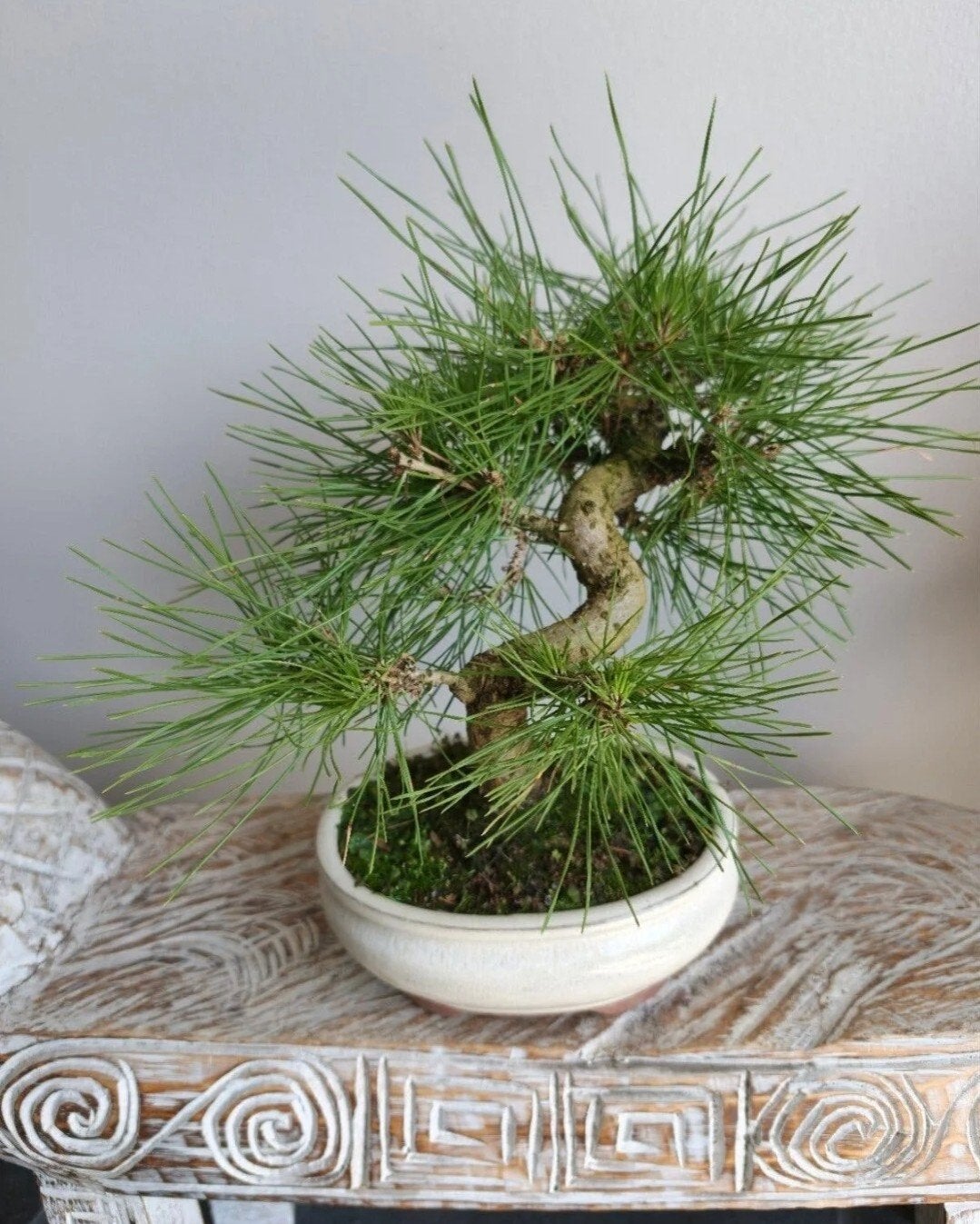 Pinus Thunbergii bonsai, Tuin en Terras, Bloeit niet, Halfschaduw, Minder dan 100 cm, Overige soorten