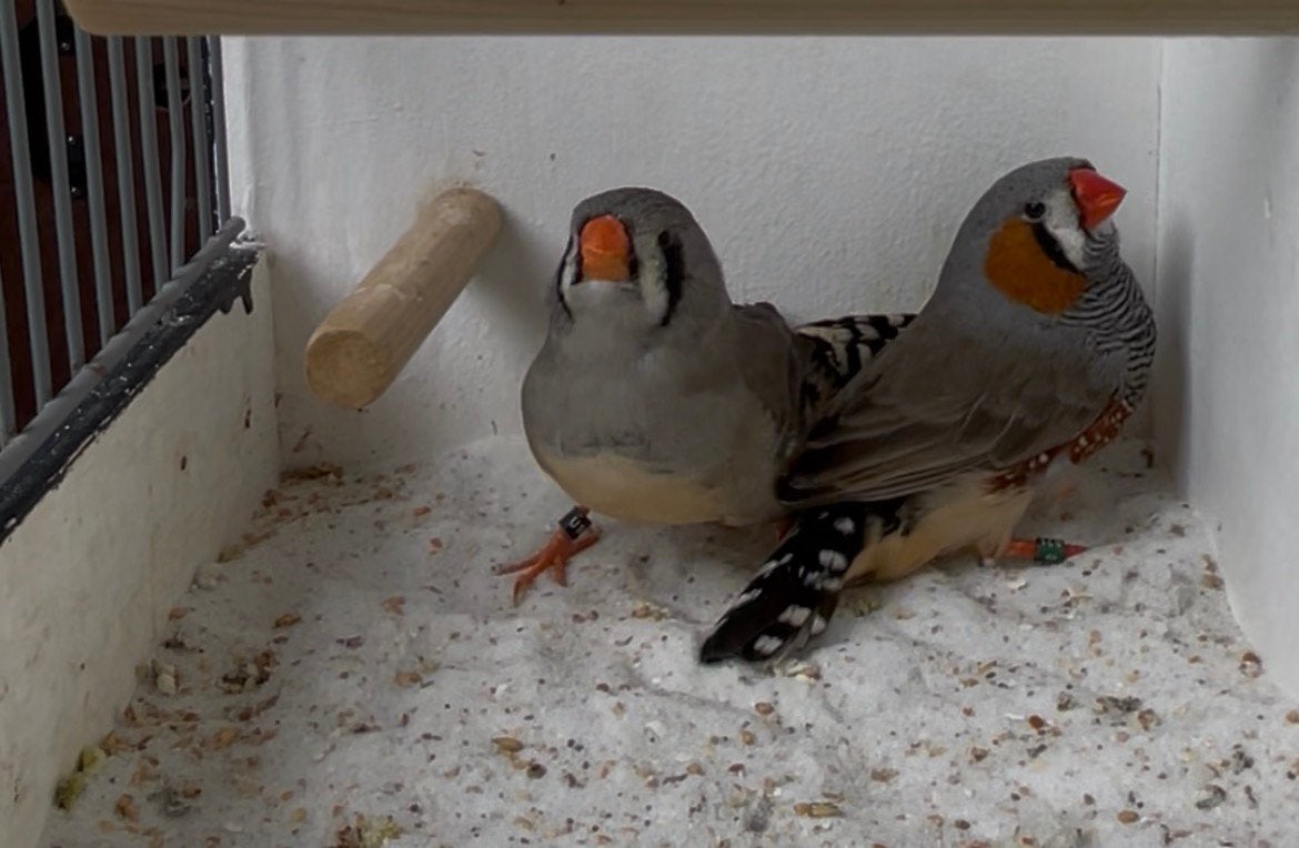 Koppel grijze zebravinken, Dieren en Toebehoren, Meerdere dieren, Tropenvogel, Geringd
