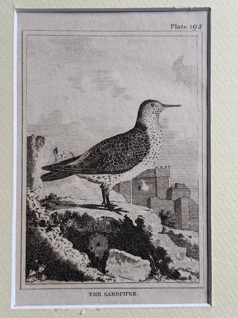 1812 - ets - Strandloper / Sandpiper P0827-03, Antiek en Kunst, Kunst | Etsen en Gravures, Ophalen of Verzenden, Ets, 1700 - 1799