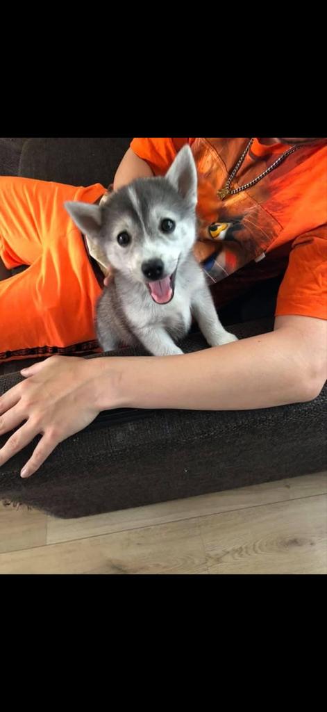 Pomsky F1 Nala en F2 Bruce, Dieren en Toebehoren, Teef, Parvo, Meerdere, 3 tot 5 jaar