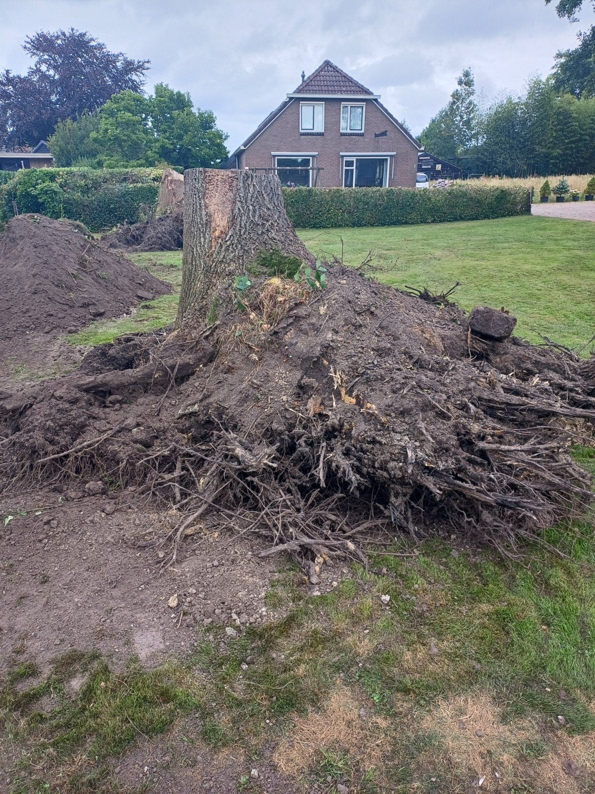 Eiken stobben om nog brandhout uit te zagen, Tuin en Terras, Haardhout, Minder dan 3 m³, Ophalen, Eikenhout, Stammen