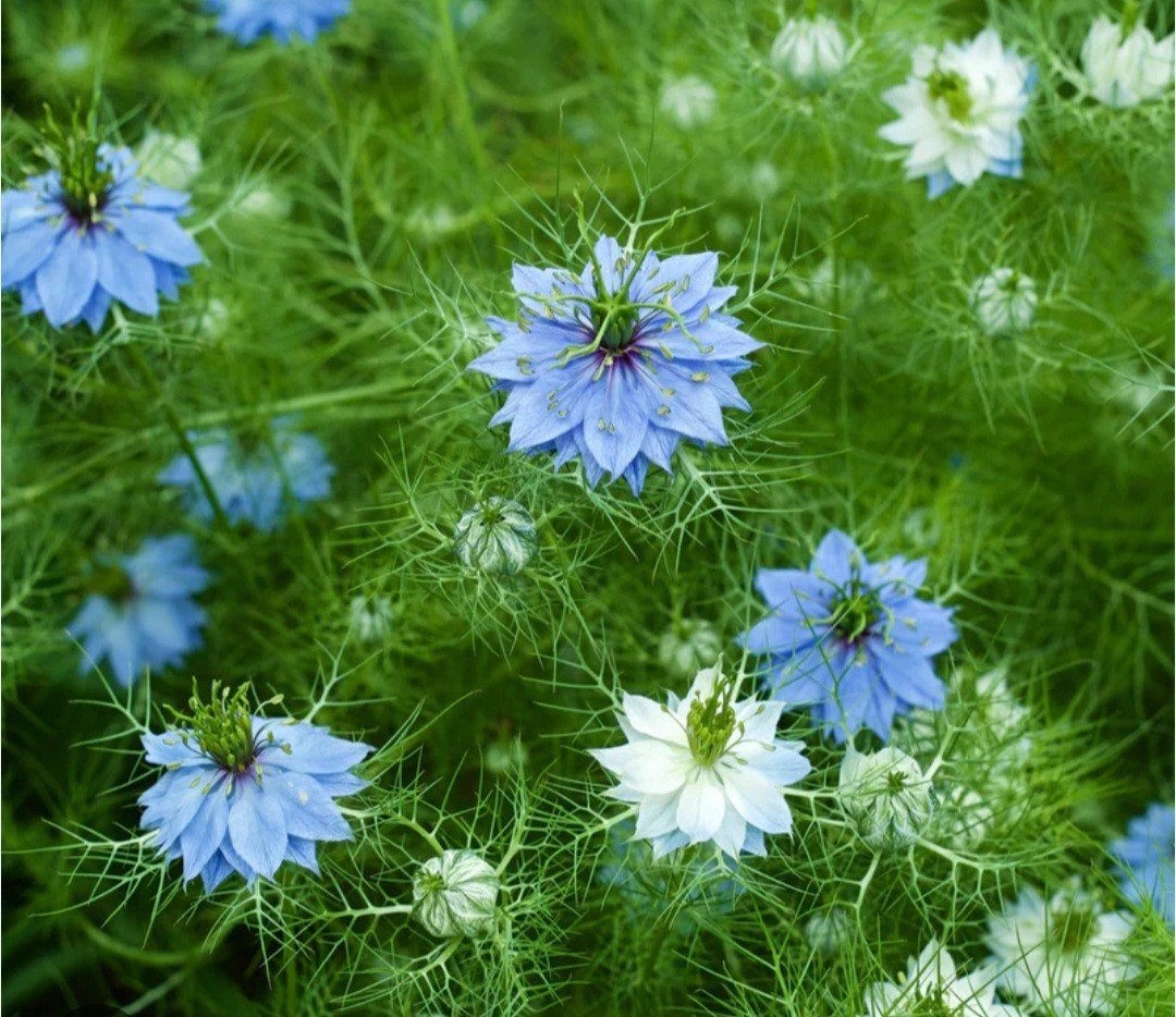 Juffertje in het groen zaden mix wit en blauw, Verzenden, Gehele jaar, Volle zon, Zaad