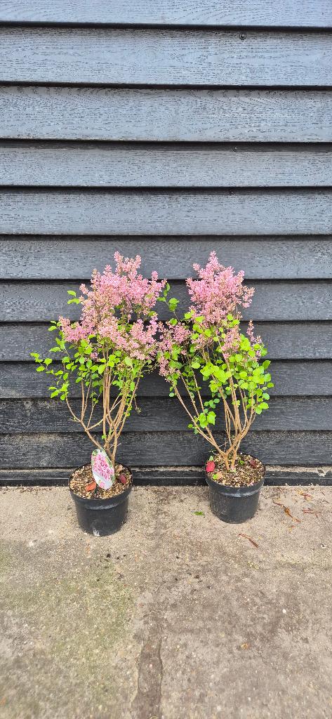 Syringa meyeri 'Flowerfesta', Ophalen, Overige soorten, Struik, Minder dan 100 cm