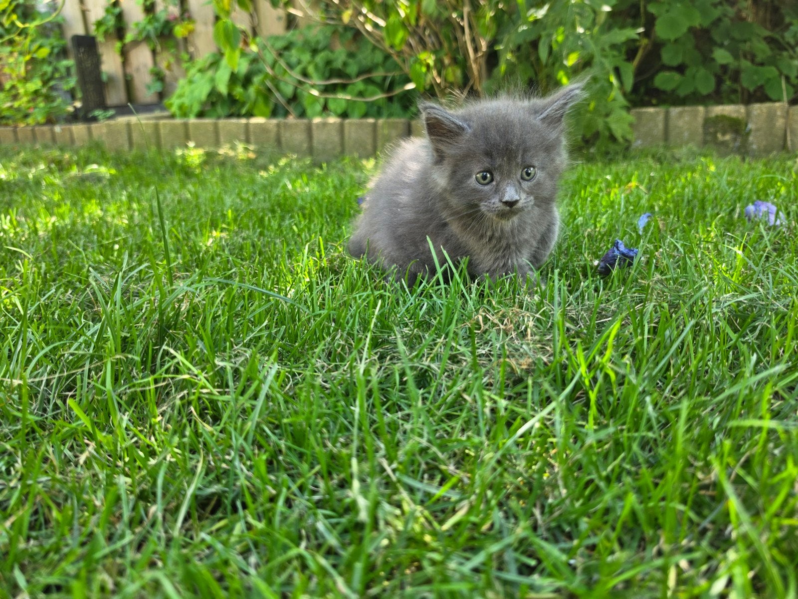 Main coon XL kittens nog 2 katertjes beschikbaar, Meerdere dieren, Langharig, 0 tot 2 jaar