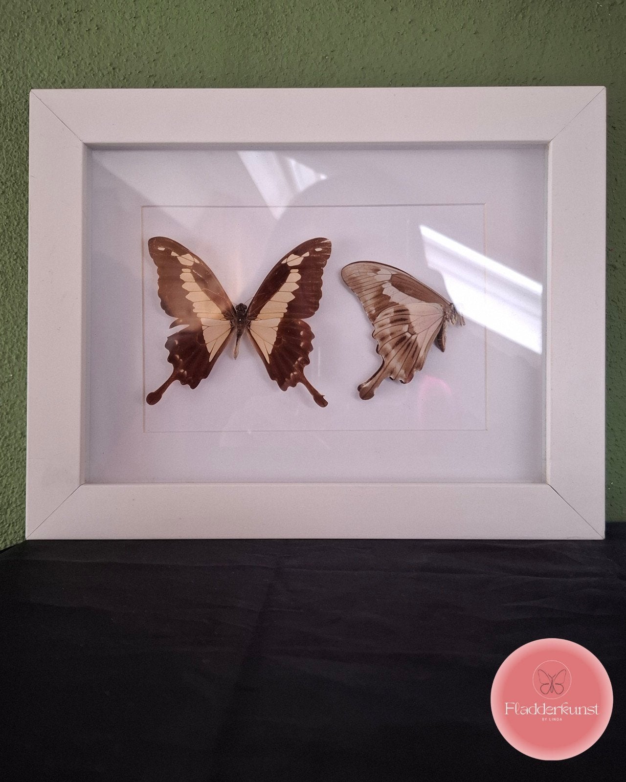 Oude vlinders in glazen lijst, Ophalen of Verzenden, Nieuw, Insect, Opgezet dier