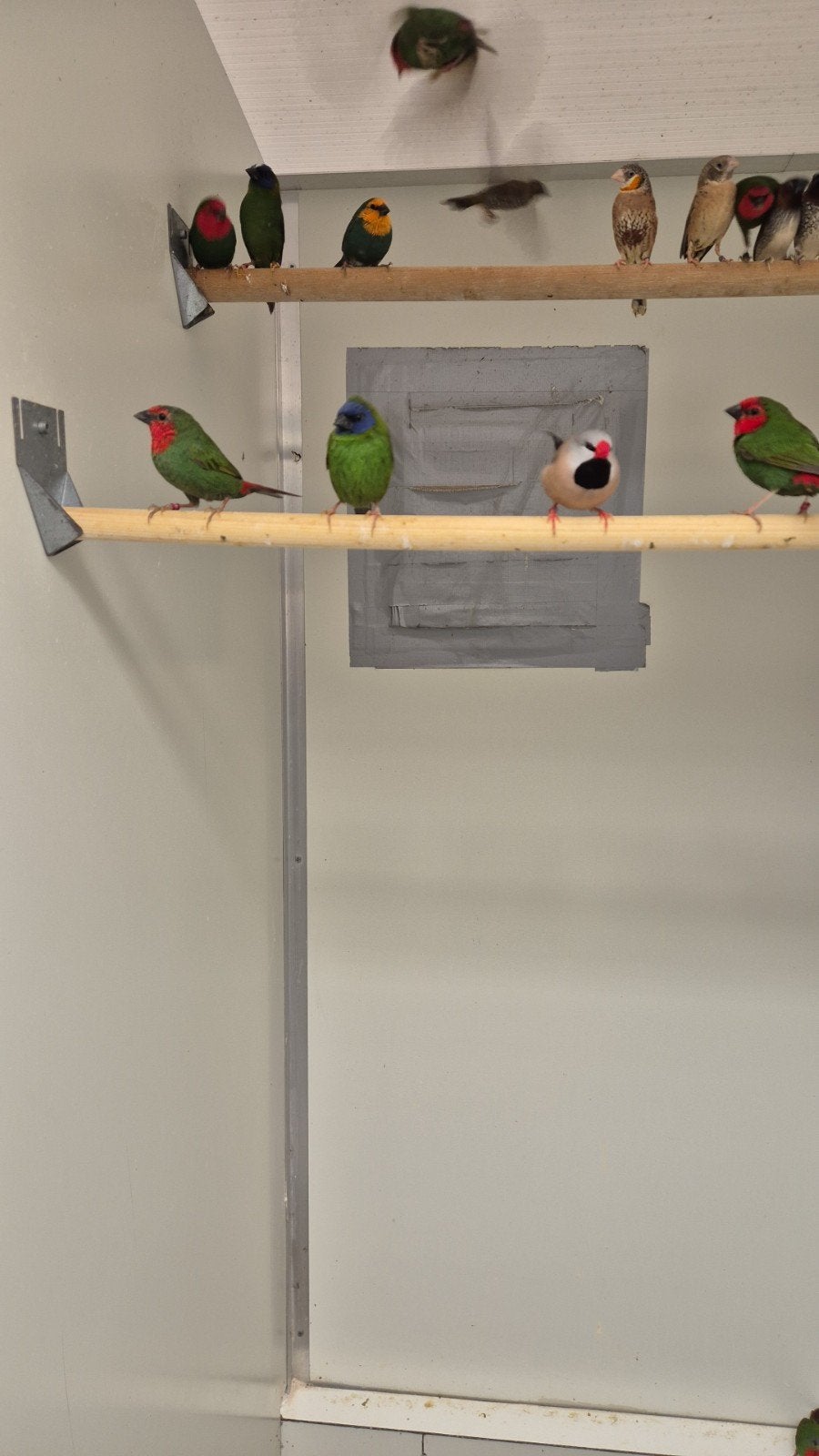 Nieuw binnen bij Vogelspeciaalzaak De Toekan – Prachtige, Dieren en Toebehoren, Meerdere dieren, Tropenvogel, Geringd