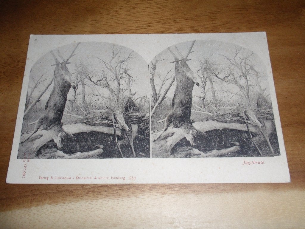 Stereokaart Jagdbeute Jacht Hert Ree Dood dier Buit, Verzenden, Voor 1920, Ongelopen, Natuur