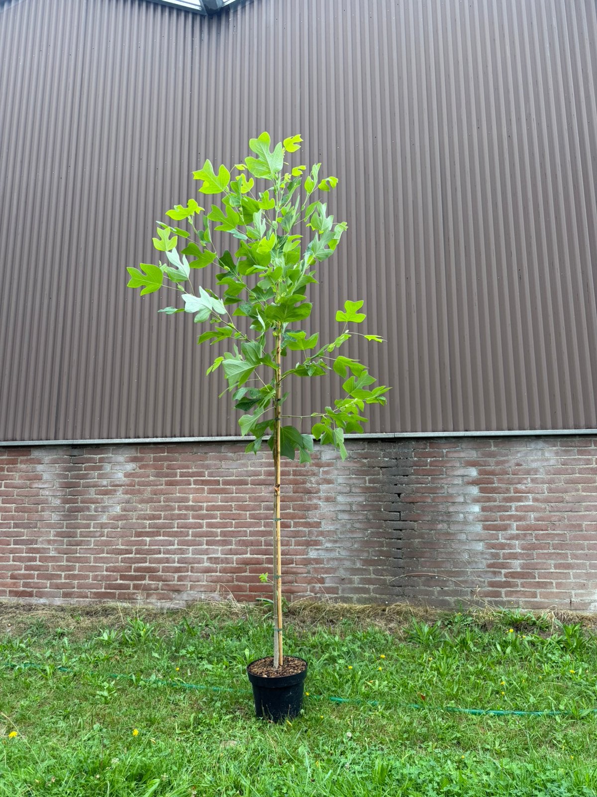 Amerikaanse tulpenboom, Ophalen, Volle zon, Overige soorten